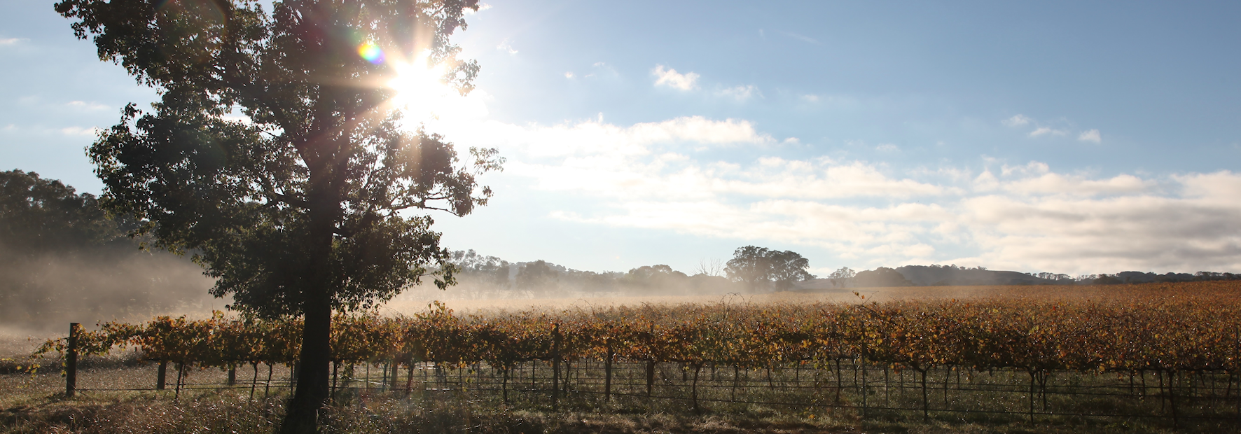 Carillion Vineyard, Boree Lane, Orange NSW