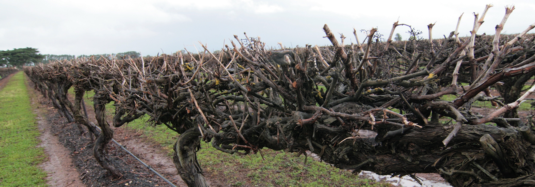 Stonefields Vineyard, Wrattonbully, South Australia - Carillion Wines