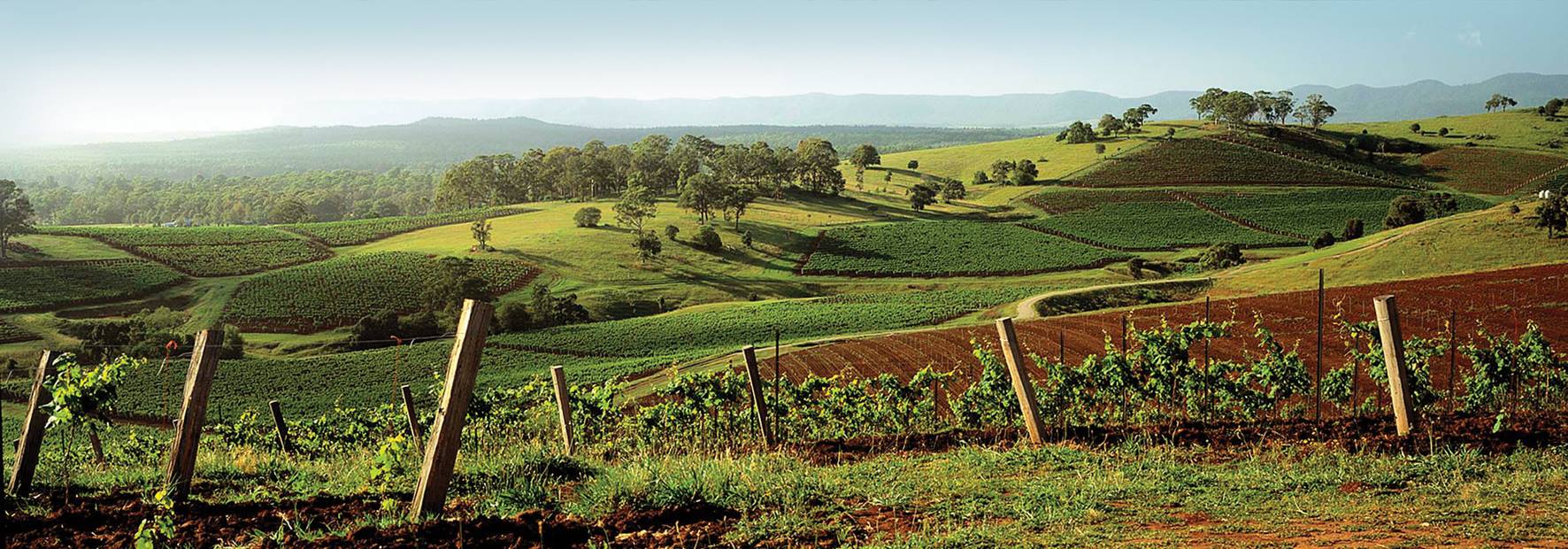 Tallavera Grove Vineyard, Mount View, Hunter Valley NSW