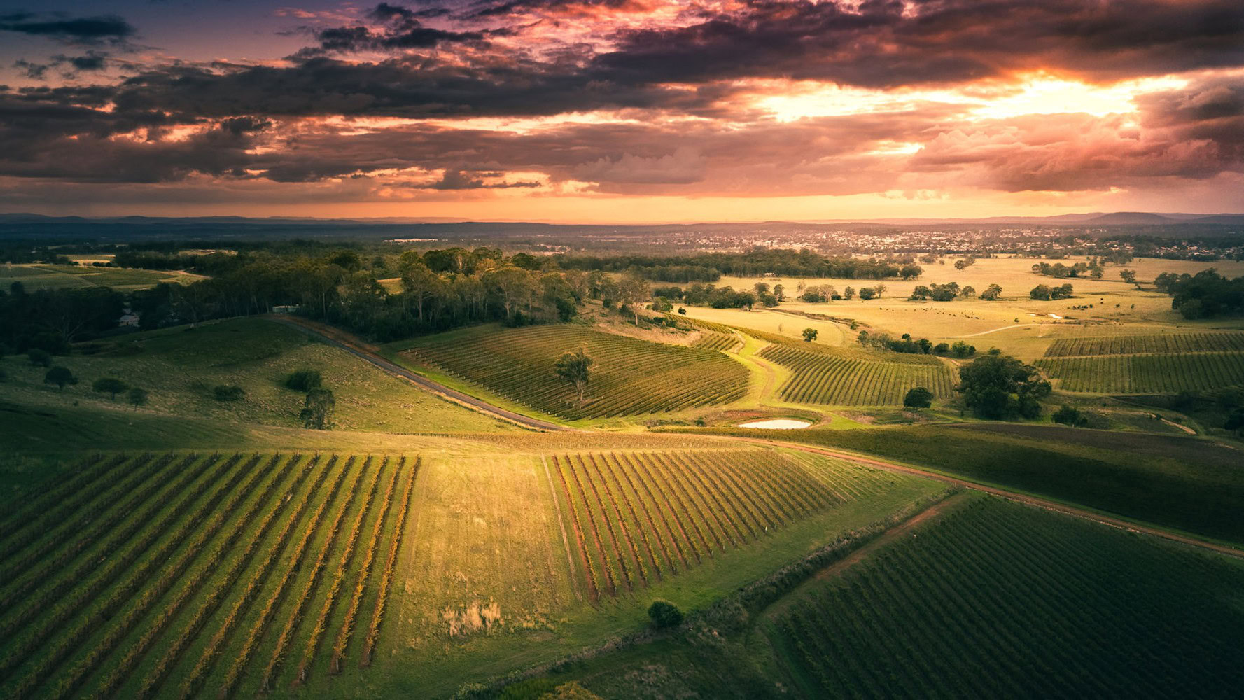 Vineyard landscape at sunset with rolling hills and lush grapevines in the background.